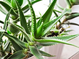 Best Plants to Purify the Air in Your Home
