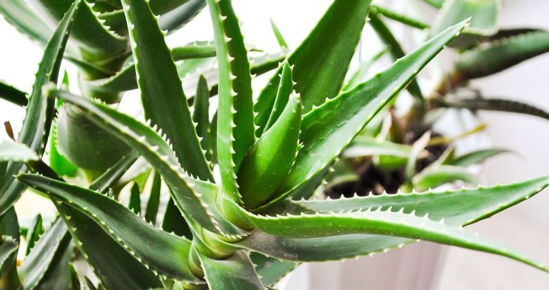 Best Plants to Purify the Air in Your Home
