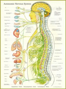 Blossom Family Chiropractic Nervous System