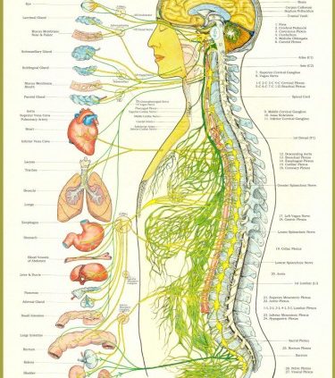 Blossom Family Chiropractic Nervous System