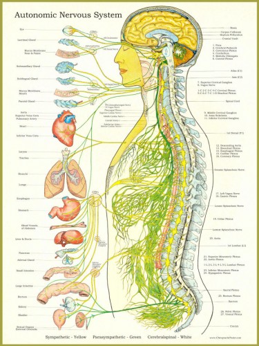 How to Strengthen Your Nervous System Naturally