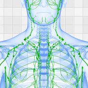 Healthy Lymphatic System Blossom Family Chiropractic