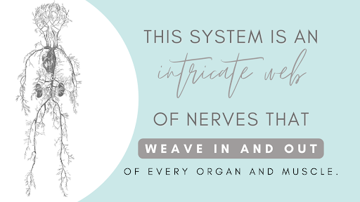 nervous system focused pediatric chiropractor