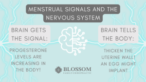Menstrual Signals & Nervous System